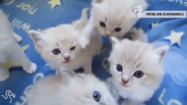 Коты и кошки: Когда у тебя много котят смотреть онлайн
