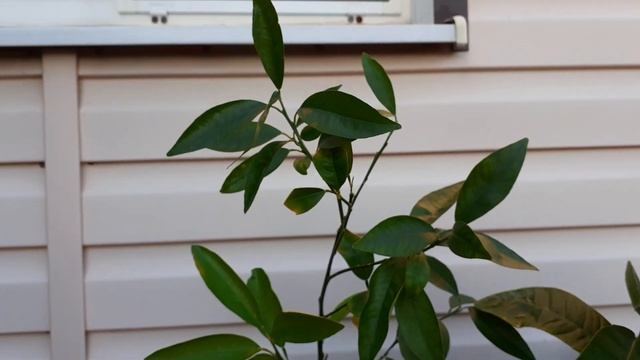 #ЛимонПандероза #Домашнийлимон Домашние лимоны Лимон Пандероза с плодом Комнатный лимон Лимон Мейра смотреть онлайн