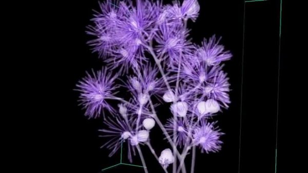 Thalictrum actaeifolium