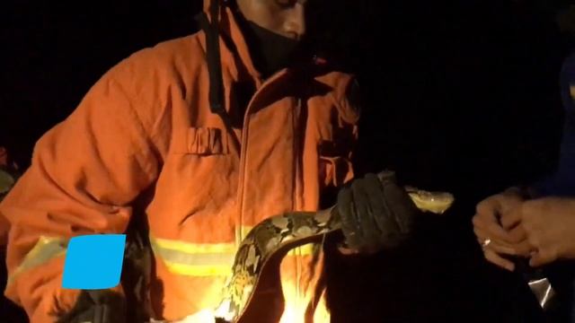 Sembunyi di Kandang Ternak Warga Tugu, Ular Python 2,5 M Jadi Buruan Damkar Trenggalek - bioztv.id смотреть онлайн