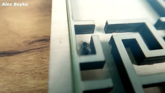Найдет ли Муравей выход из настоящего лабиринта? Муравей VS Лабиринт. alex boyko смотреть онлайн