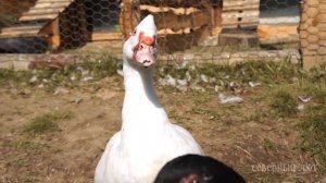 БЕЛЫЙ. Окрасы индоуток: часть 5. Окрасы мускусных уток