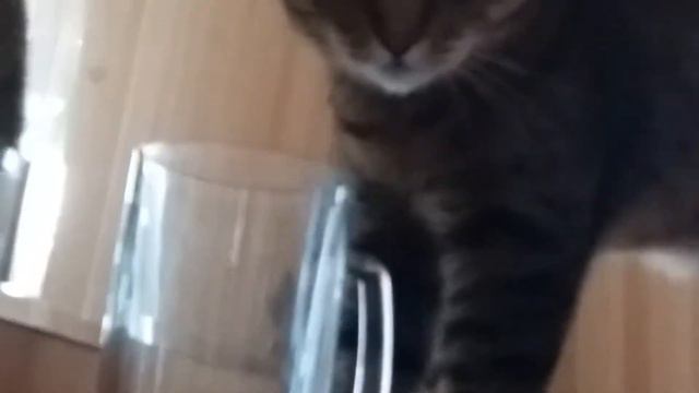 Кот в бокале смотреть онлайн