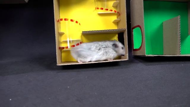 7-level Hamster Maze Speed Race - Is It Possible? смотреть онлайн