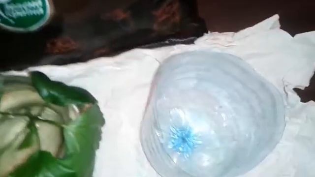 Гибискус Укоренение черенков смотреть онлайн