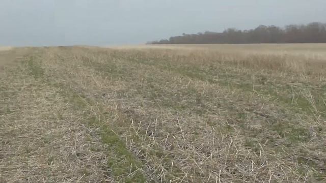 Озимый рапс посеянный после очесывающей жатки. смотреть онлайн