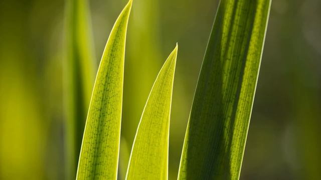 Биология 6 класс (Пасечник) ,аудио Параграф 44 Клеточное строение листа смотреть онлайн