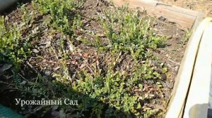 Посадка Клюквы Лучший Способ / как растет клюква / как выращивать клюкву / как посадить клюкву