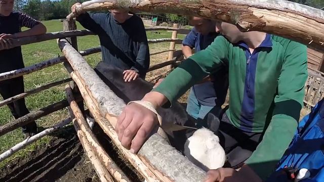 Усмирительное кольцо для бычка в деревне. смотреть онлайн