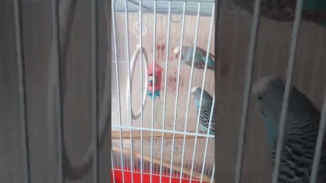 Определение пола волнистых попугайчиков смотреть онлайн
