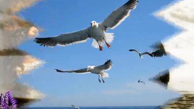 Чайки успокойтесь, ну довольно!!! смотреть онлайн