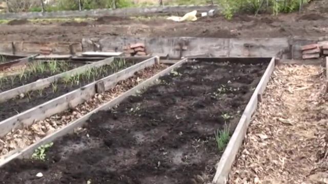 Использование междурядий вместо компостных куч. Ким Ася. смотреть онлайн