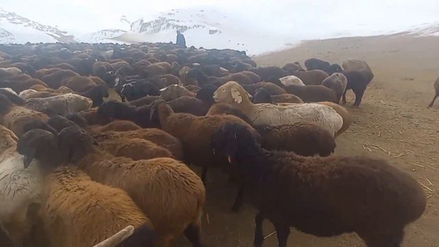 Хаёт ва фаьолияти дахмардахо 22 ,01,2023 смотреть онлайн