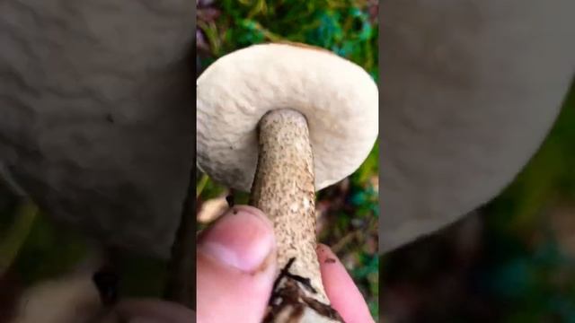 Подберезовик попался в кузовок смотреть онлайн