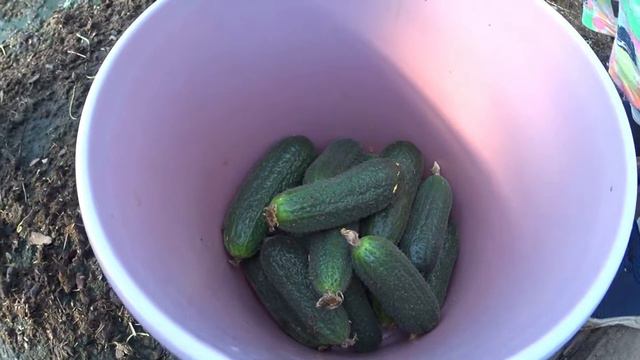 Какие огурцы самые вкусные? Катя собирает свои первые огурцы. смотреть онлайн