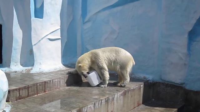 Белые медведи .Зоопарк Новосибирска смотреть онлайн