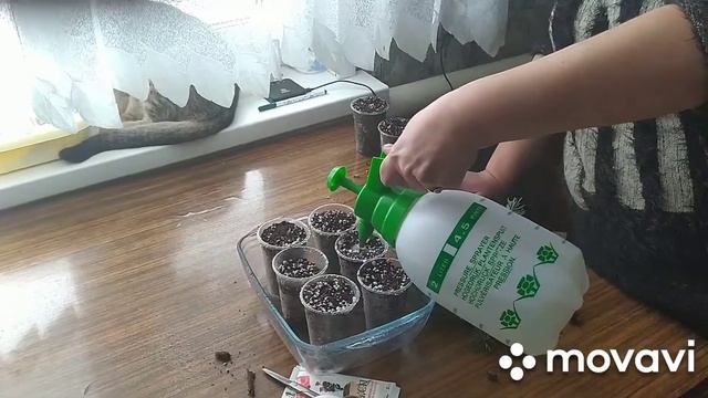 Как укоренить черенки голубой ели. смотреть онлайн