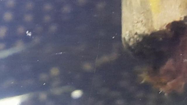 Аквамир смотреть онлайн