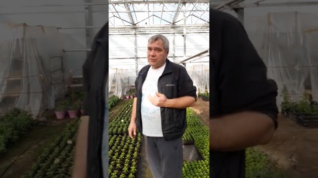 Повторно цветущая хризантема мультифлора, НОВИНКА АМПЕЛЬНАЯ ХРИЗАНТЕМА мультифлора смотреть онлайн