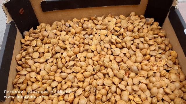 О косточках и подвоях для абрикосов смотреть онлайн