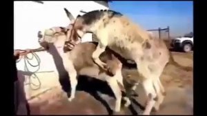 Horse breeding, donkey mating, animal mating, horse mating