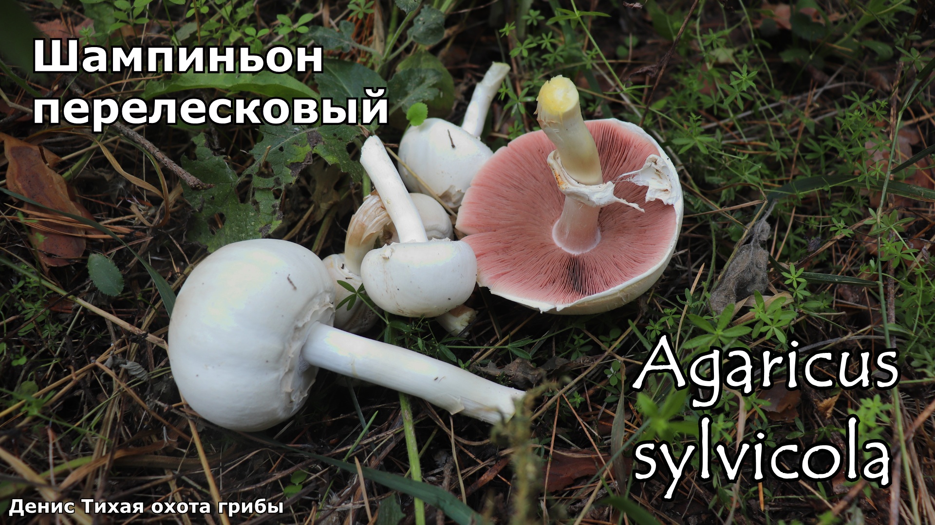 Шампиньон перелесковый | Agaricus sylvicola смотреть онлайн