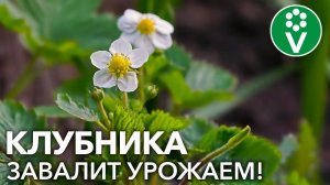 КЛУБНИКА ЗАЦВЕТАЕТ: СРОЧНО ПОЛЕЙТЕ ЕЕ ЭТИМ для крупных и сладких ягод!