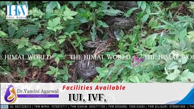 Locals spot python on Pankhabari Road, Darjeeling смотреть онлайн