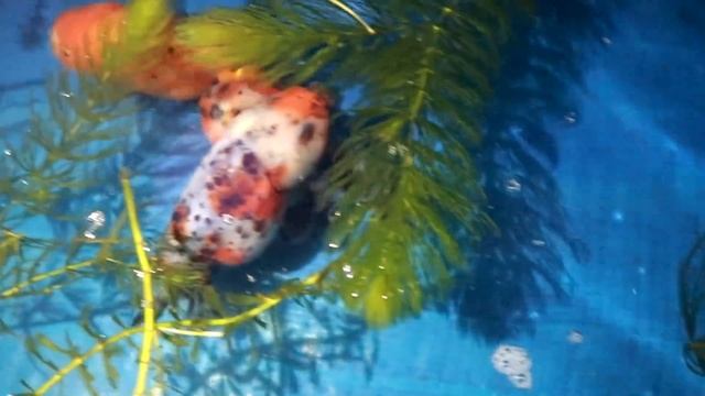 HOW TO BREED Ranchu GOLDFISH with great SUCCESS? смотреть онлайн