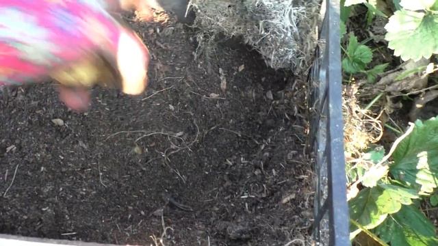 Результат посадки картофеля в ящики. Урожай 3,8 кг с двух клубней смотреть онлайн