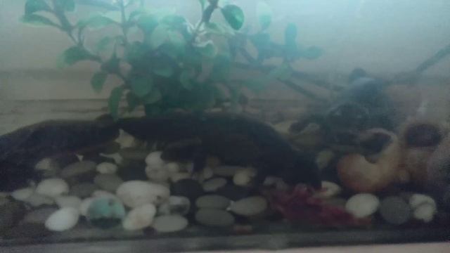 Тритоны мясоеды!!!Кормление ,уход.Агрессия!!! смотреть онлайн