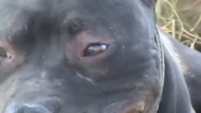 http://dogarchive.kennel-apbt.com/details.php?id=96908 смотреть онлайн