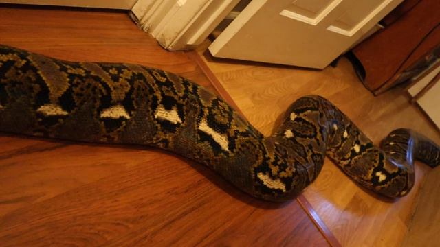 Reticulated Python Just Coming Out To Say Hello смотреть онлайн