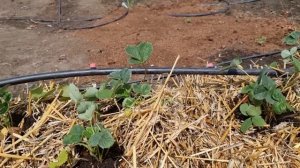 Клубника на соломе. Выращиваем ягоду?на соломенных тюках.