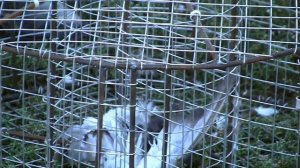 Живоловушка на лису