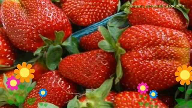 Земляника садовая Витязь. Краткий обзор, описание характеристик fragaria ananassa Vitiaz смотреть онлайн