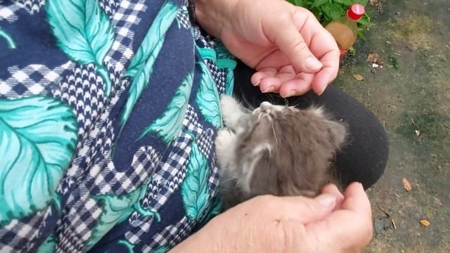 Осиротевшие котята с больными глазками смотреть онлайн