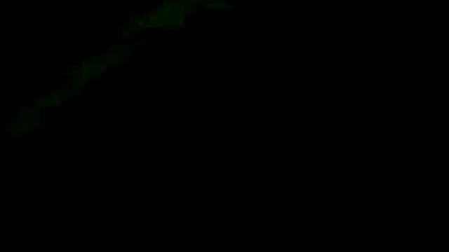 натаска молодой  васточно сибирской лайки