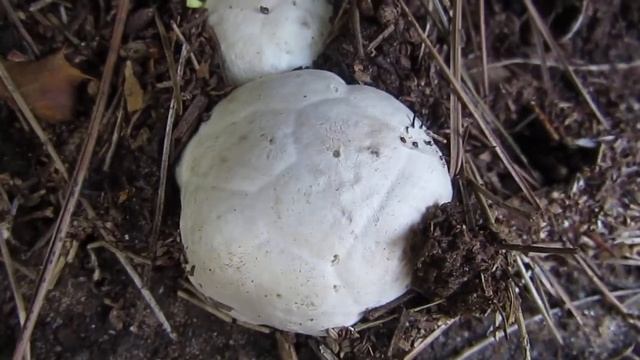 Clathrus ruber, Κιγκλίδωμα το ερυθρό смотреть онлайн