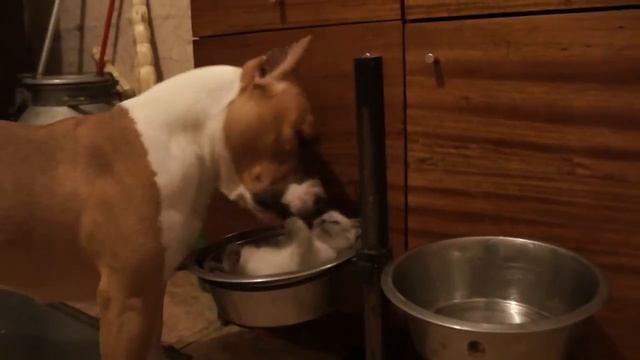 Супер нянька стаффорд 2 смотреть онлайн