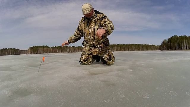 Нашли чебака. Верховье Белоярки. Весна 2020г. смотреть онлайн