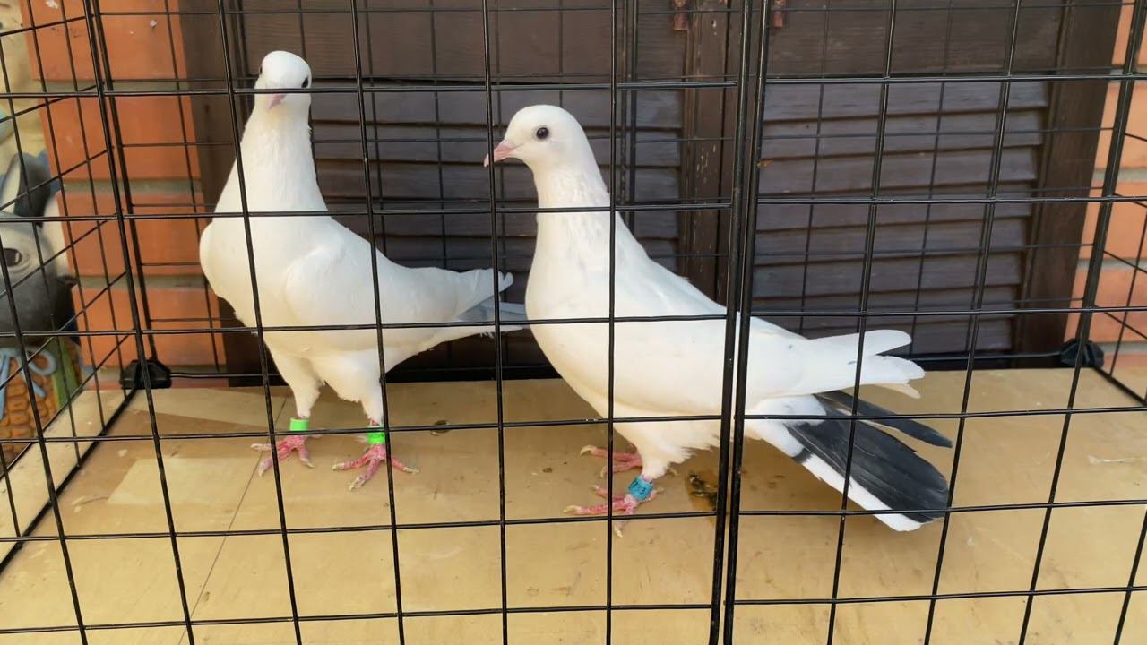 Старопородние Бакинские голуби ️ #baku #bakupigeons