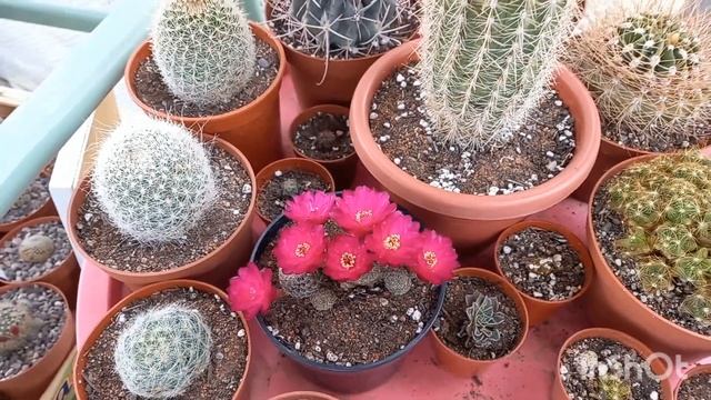 1?Цветущие Кактусы и Сукуленты #кактусы #cactusblooming смотреть онлайн