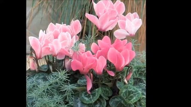 ЦИКЛАМЕН (легенда о цветке ). смотреть онлайн