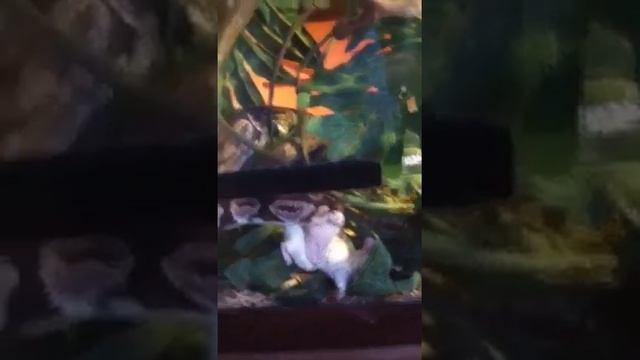 Ball python eating supper. смотреть онлайн