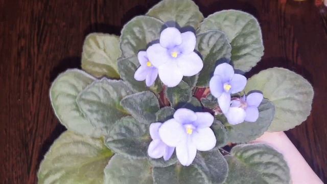 Фиалка Optimara Manitoba. Люблю и развожу Optimara!!!