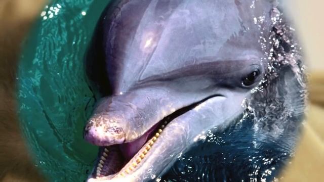 Snatam Kaur ~ (Children's) Adi Shakti.mp4 смотреть онлайн