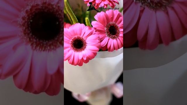 Букет из гербер. Красивые герберы. Цветы. #flower смотреть онлайн