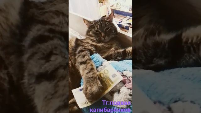 у нас нет денег😁#кот#деньги#cat#animals смотреть онлайн