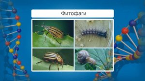 Экологическая структура биоценозов. Видеоурок по биологии 11 класс